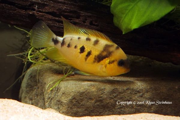 Amatitlania nanolutea