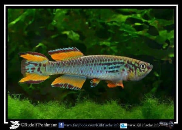 Fundulopanchax walkeri