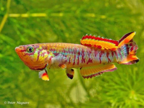 Fundulopanchax walkeri