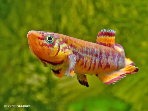 Fundulopanchax walkeri