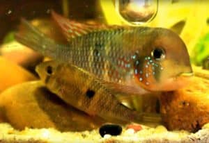 Gymnogeophagus labiatus - Rio Olimar - tijdens afzetten van de eieren