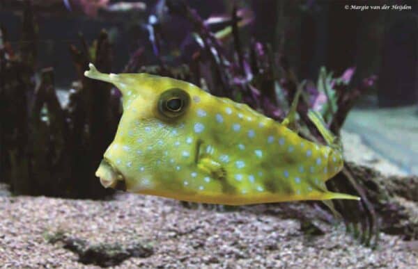 Lactoria cornuta - Gehoornde Koffervis
