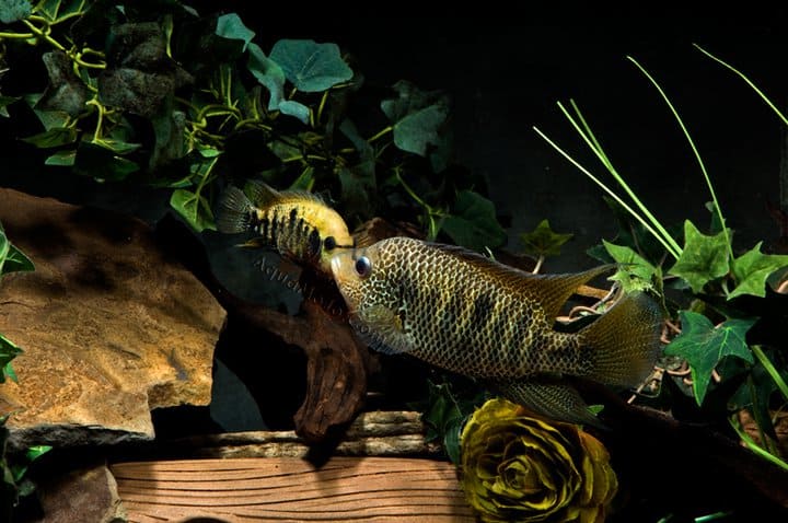 Mayaheros beani 3 Mayaheros beani