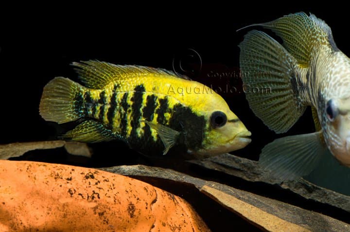 Mayaheros beani 5 Mayaheros beani