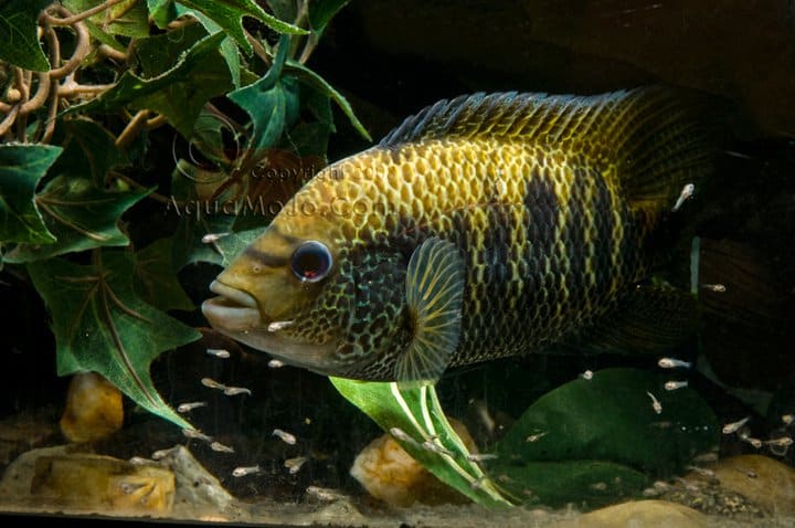 Mayaheros beani 6 Mayaheros beani