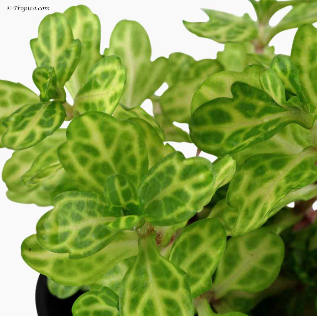 Shinnersia rivularis - Weiss Grün - leaf