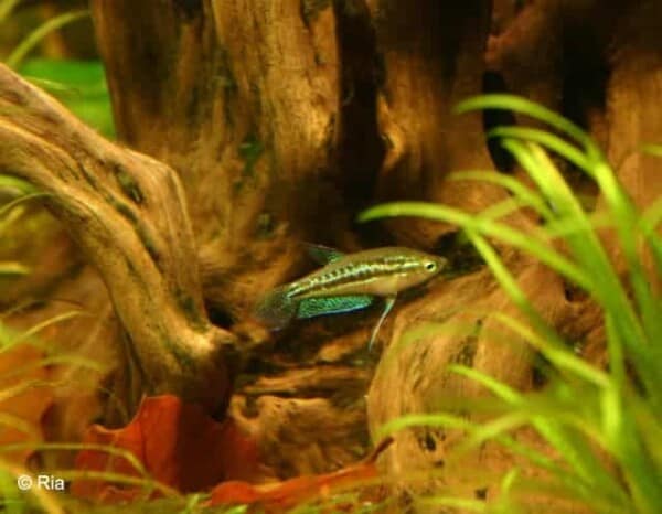 Trichopsis pumila - Dwerg Knorgourami