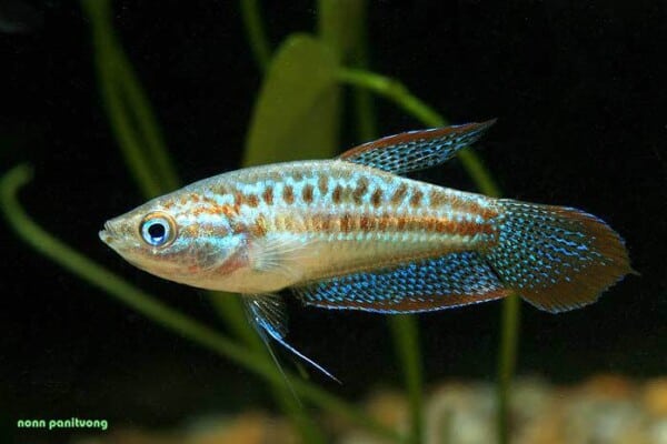 Trichopsis pumila - Dwerg Knorgourami