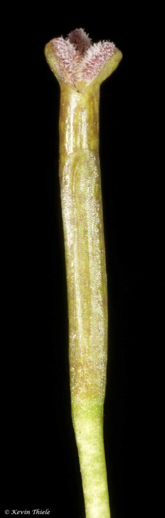 Vallisneria nana - Female flower