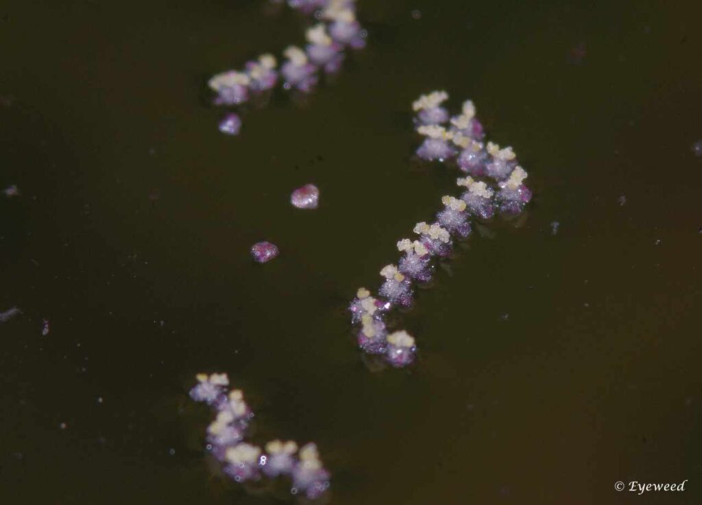 Vallisneria nana male flower, floating on the surface of the water