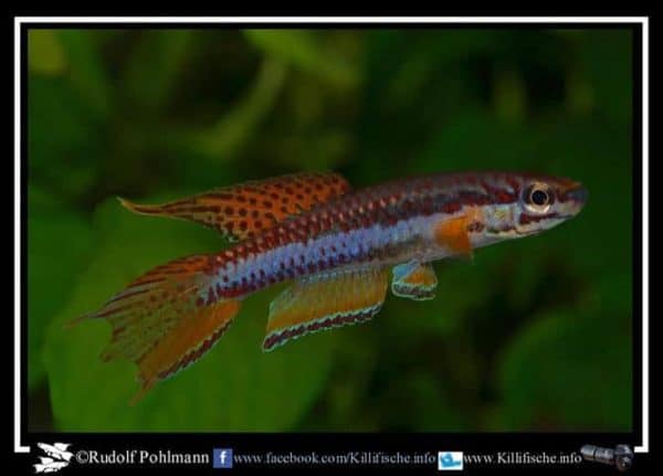 Aphyosemion bitaeniatum Afanyangan TMBB 90 13 a