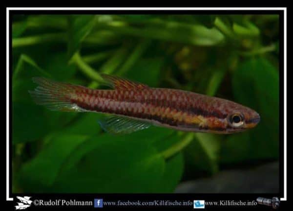 Aphyosemion bitaeniatum Afanyangan TMBB 90 13 c