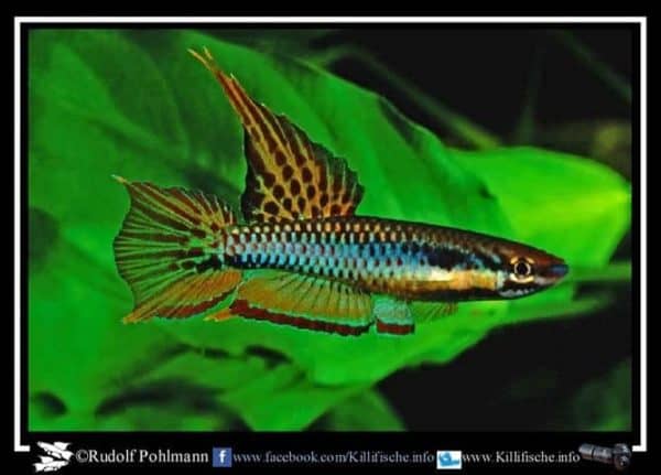 Aphyosemion bitaeniatum - Ibeju Creek