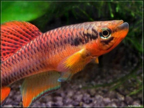 Aphyosemion bitaeniatum Lagos Rouge man