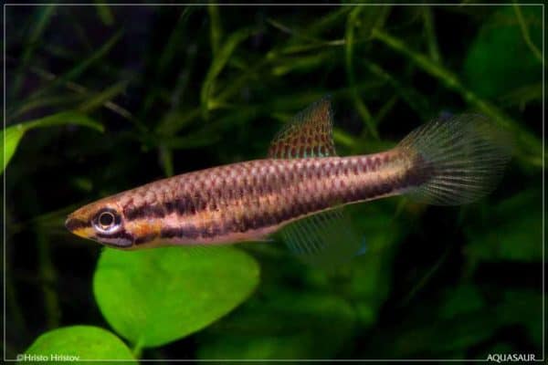 Aphyosemion bitaeniatum Lagos Rouge vrouw