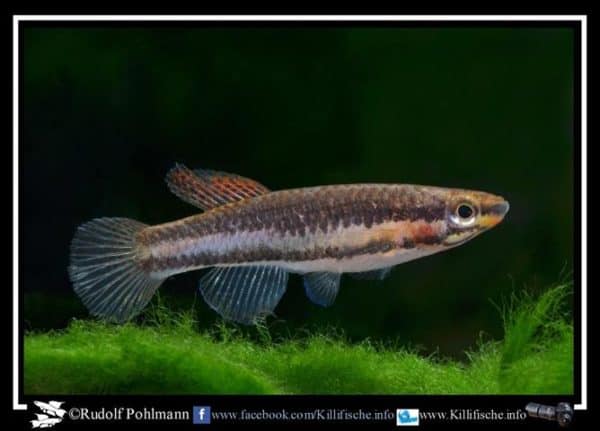 Aphyosemion bitaeniatum Lagos W a