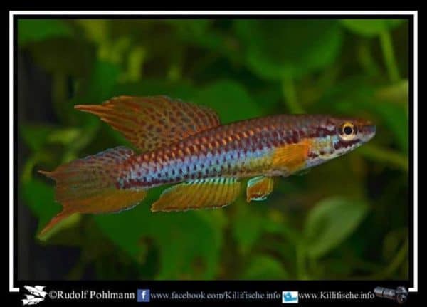 Aphyosemion bitaeniatum - Porto Novo