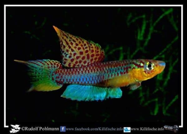 Aphyosemion bitaeniatum - Umudike