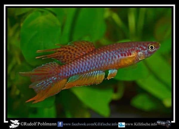 Aphyosemion bitaeniatum - Yemoji River