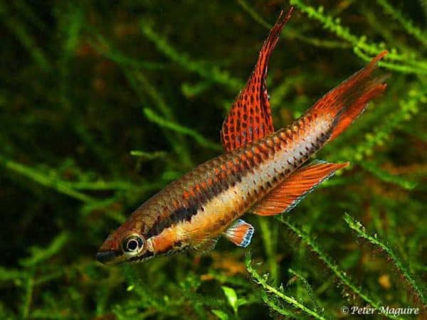 Aphyosemion bitaeniatum