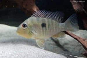 Gymnogeophagus