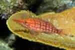 Oxycirrhites typus - Spitssnuit koraalklimmer