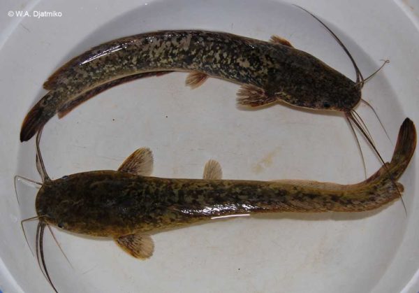 Clarias gariepinus - Afrikaanse Meerval