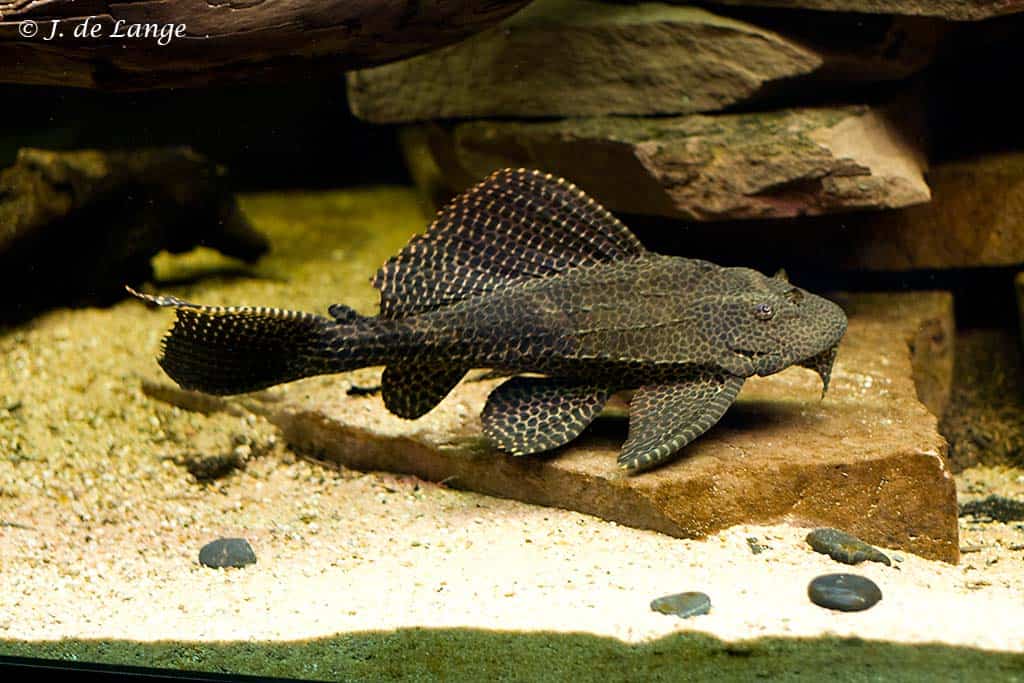Pterygoplichthys gibbiceps - Sailfin Pleco