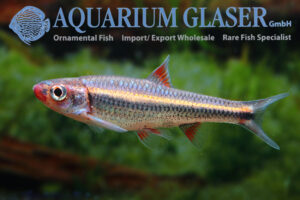Leuciscidae