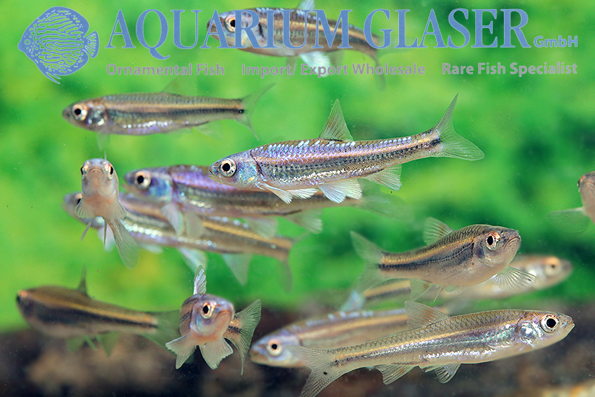 Hydrophlox chrosomus - Rainbowshiner