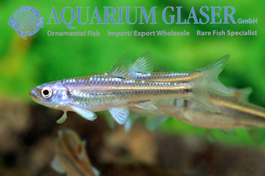 Hydrophlox chrosomus - Regenboog Elrits