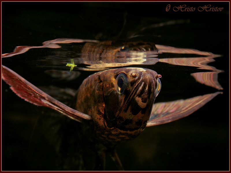 Pantodon buchholzi - Afrikaanse Vlindervis 7 Pantodon buchholzi - Afrikaanse Vlindervis