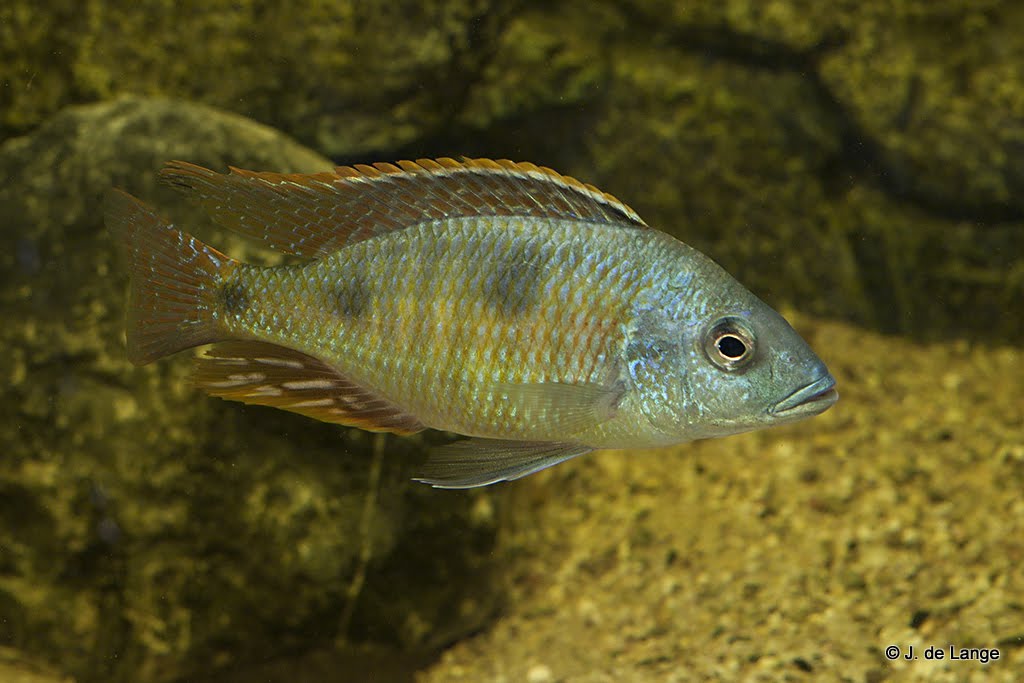 Otopharynx tetrastigma - Mann
