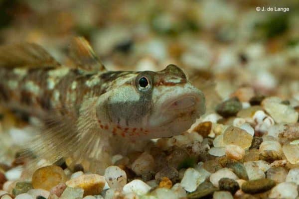 Rhinogobius duospilus