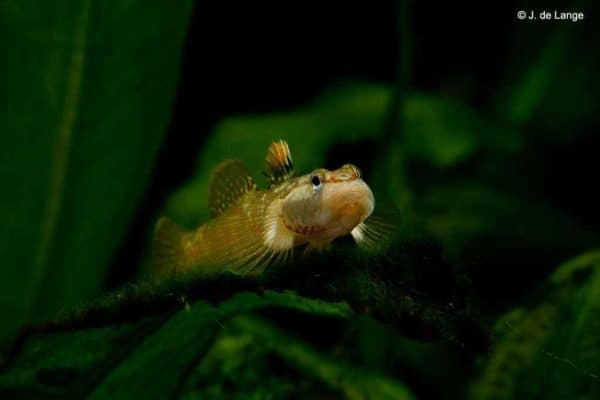 Rhinogobius duospilus - Witwang gobius