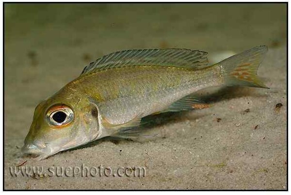 Callochromis macrops - Katoto