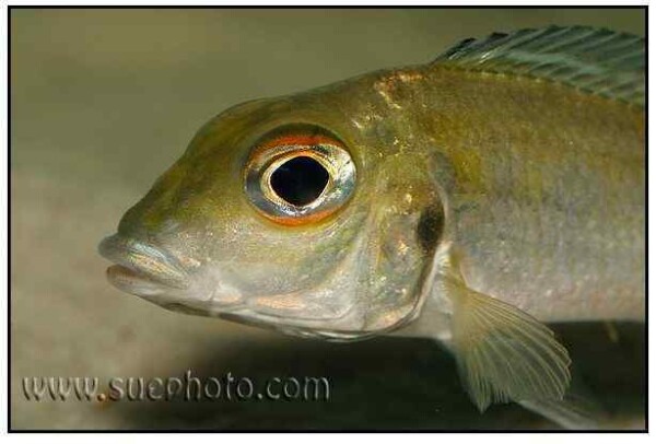 Callochromis macrops - Katoto - Close Up