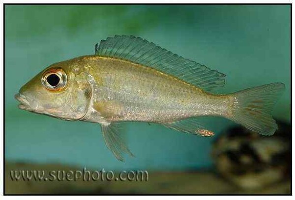 Callochromis macrops - Katoto