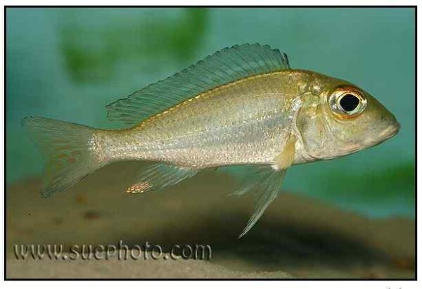 Callochromis macrops - Katoto