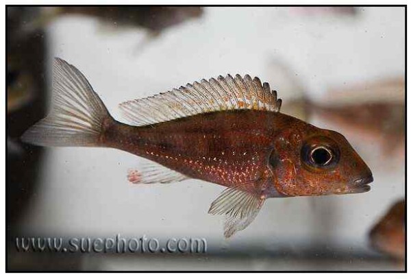 Callochromis macrops - Ndole Red