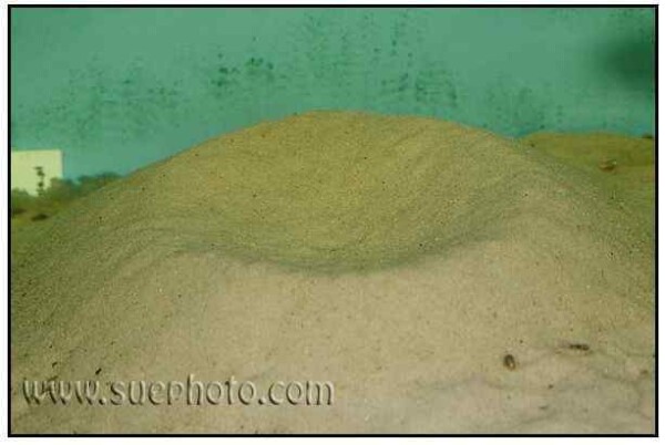Callochromis macrops - Ndole Red - broed kuil