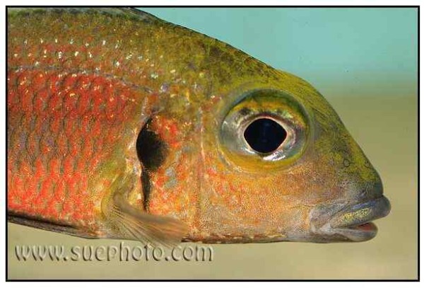 Callochromis macrops - Ndole Red - Close Up