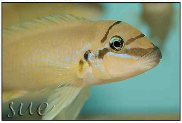 Chalinochromis brichardi Black Mask