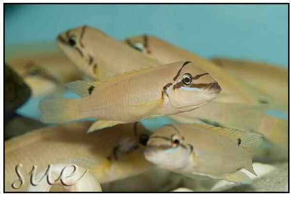 Chalinochromis brichardi Black Mask