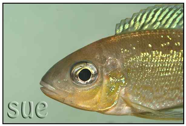 Cyathopharynx foai 2 Cyathopharynx foai - Mbita - Close up