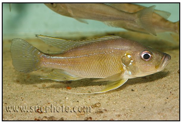 Greenwoodochromis belcrossi - Chituta Bay