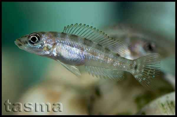 Neolamprologus fasciatus - Juveniel