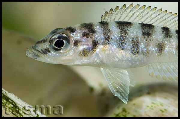 Neolamprologus fasciatus - Juveniel