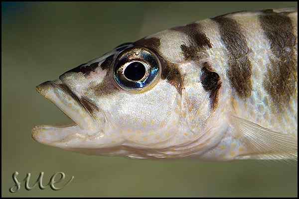 Neolamprologus fasciatus - Close up man
