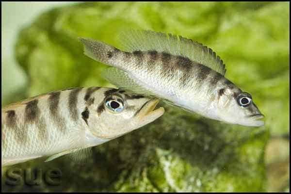 Neolamprologus fasciatus - Paringsdans